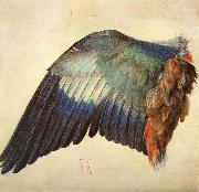 Wing of a Blue Roller Albrecht Durer